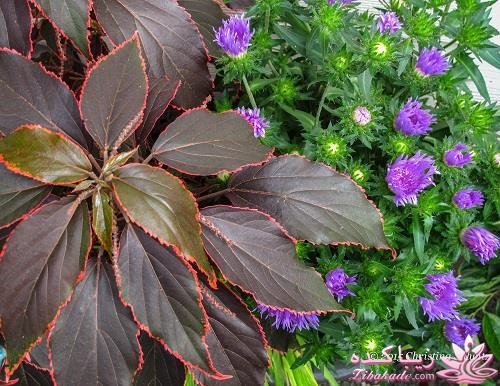 گیاهان آپارتمانی 